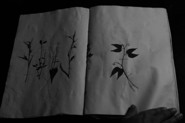 Pipit Dalam Badai (Sparrow in a Storm) | Van Luber Parensen