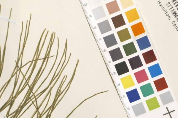 Herbaria | Derek Jenkins