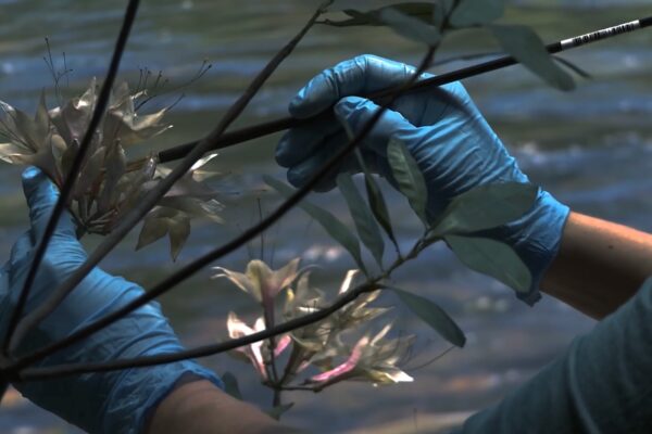 Green Grey Black Brown | Yuyan Wang